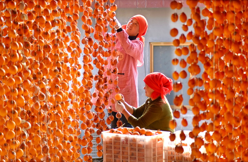 深秋时节,山东省沂源县的柿子迎来加工季,当地农民趁着晴好天气加紧对采收的柿子进行去皮、晾晒加工,柿子加工成为当地一些农民深秋时节增收的特色产业之一。