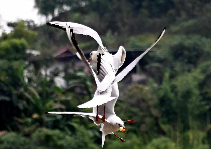 一群南迁的红嘴鸥在四川省泸州市叙永县永宁河边,时而水中觅食,时而凌空起舞,时而自在嬉戏,勾勒出一派生态和谐的自然画卷,也成了当地深秋时节一道独特的景观。